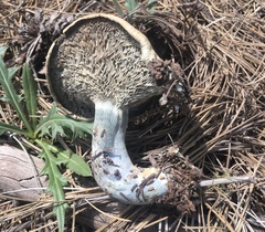 Lactarius indigo