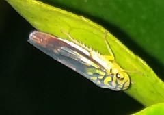 Dilobopterus costalimai