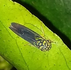 Dilobopterus costalimai