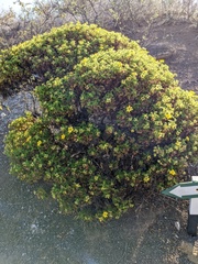 Lecocarpus pinnatifidus