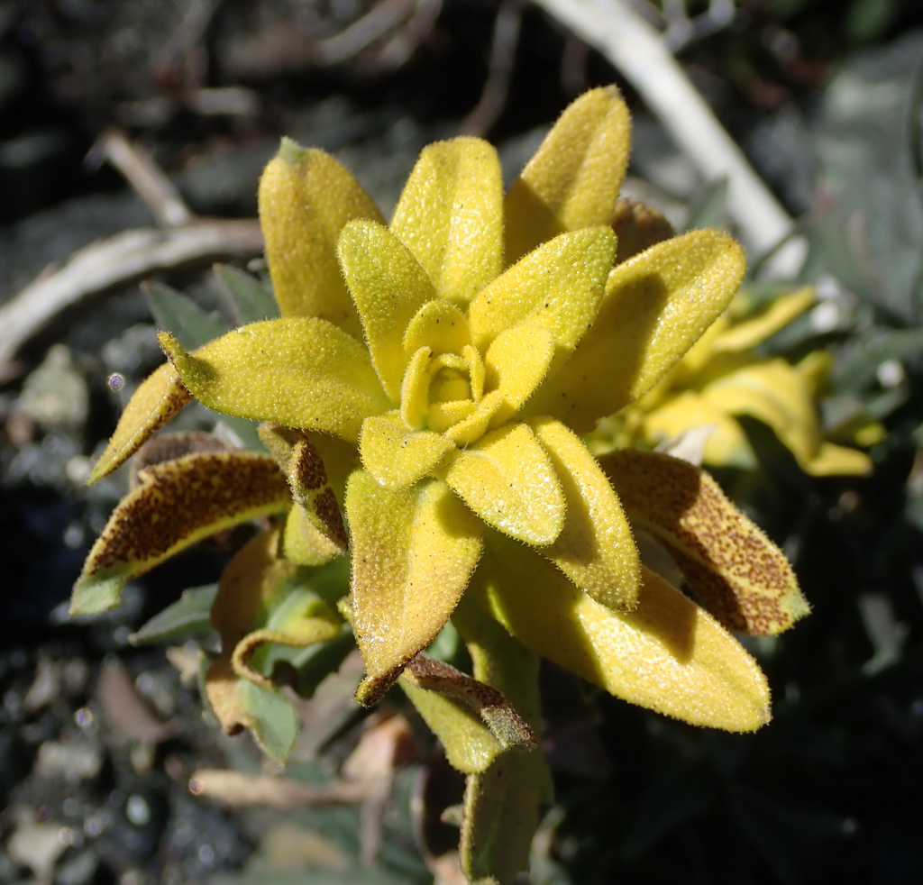 Puccinia monoica