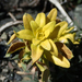 Puccinia thlaspeos - Photo (c) Keir Morse, algunos derechos reservados (CC BY-NC-ND), subido por Keir Morse