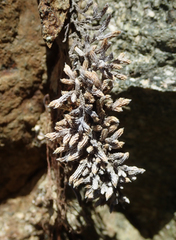Selaginella asprella