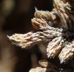 Selaginella asprella