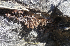 Selaginella asprella