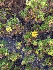 Lecocarpus pinnatifidus