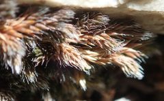 Selaginella asprella