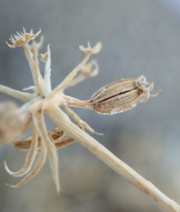 Tauschia parishii