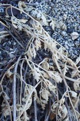 Tauschia parishii