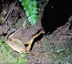 Pristimantis w-nigrum