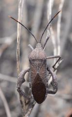 Anoplocnemis phasianus