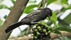 Melaniparus niger niger