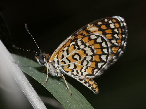 Dymasia dymas (Edwards, 1877)