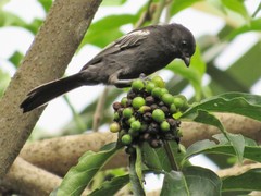 Melaniparus niger niger