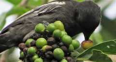 Melaniparus niger niger
