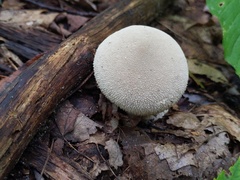 Lycoperdon molle