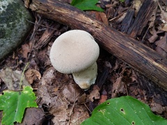 Lycoperdon molle