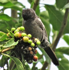 Melaniparus niger niger