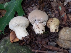 Lycoperdon molle