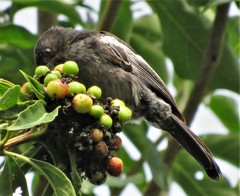 Melaniparus niger niger