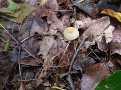 Entoloma conicum