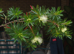 Xanthostemon verticillatus