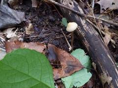 Entoloma conicum