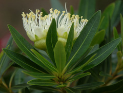 Xanthostemon verticillatus