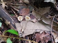 Entoloma conicum