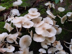 Clitocybula abundans