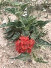 Devil's Bouquet - Photo (c) Romey Swanson, some rights reserved (CC BY-NC), uploaded by Romey Swanson
