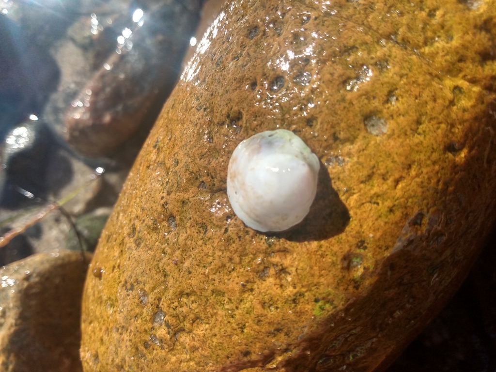 Half-slipper Snail
