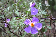 Cistus creticus eriocephalus