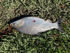 Prochilodus lineatus