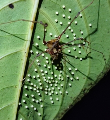 Ventrivomer ancyrophorus