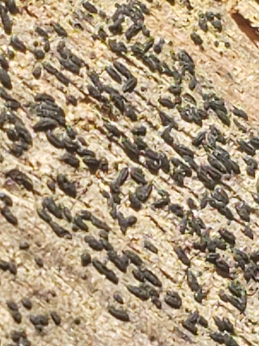 Gloniopsis observed 2022-02-06