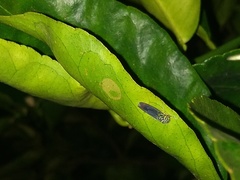 Dilobopterus costalimai