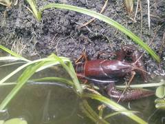 Procambarus cuevachicae