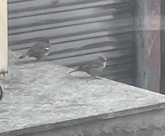 Passer domesticus
