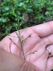 Ichnanthus pallens