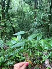 Ichnanthus pallens