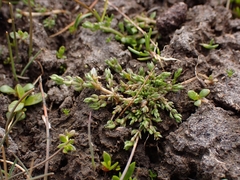 Crassula sinclairii