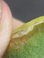 Platygaster robiniae