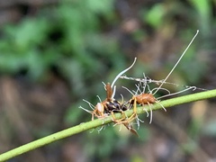 Ophiocordyceps humbertii