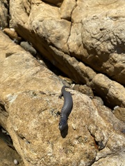 Cyclodomorphus casuarinae