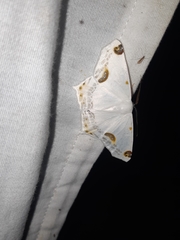 Sericoptera