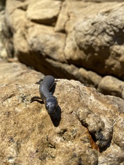 Cyclodomorphus casuarinae