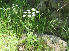 Perideridia californica