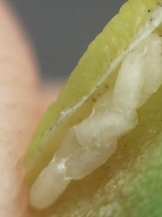 Platygaster robiniae