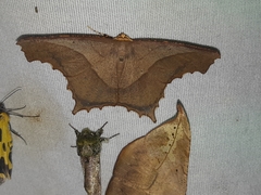 Eutomopepla rogenhoferi